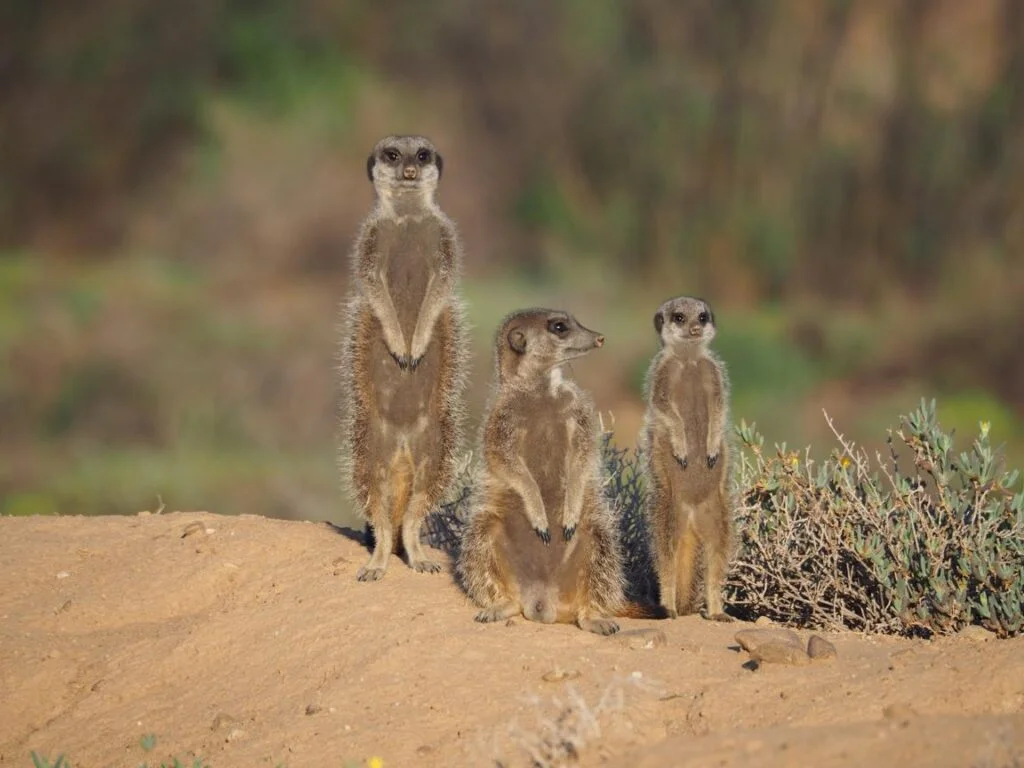 meerkat safari south africa