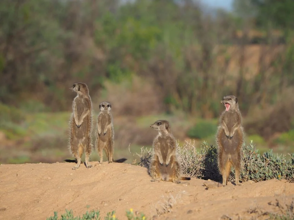 meerkat safari south africa