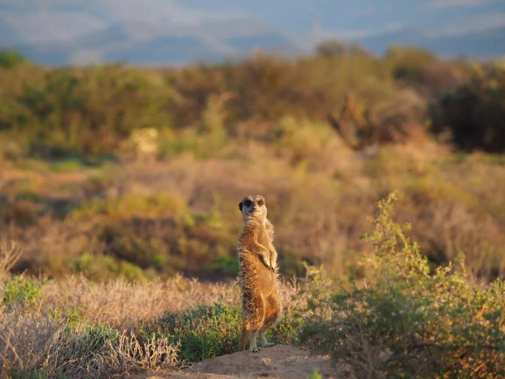 meerkat safari south africa