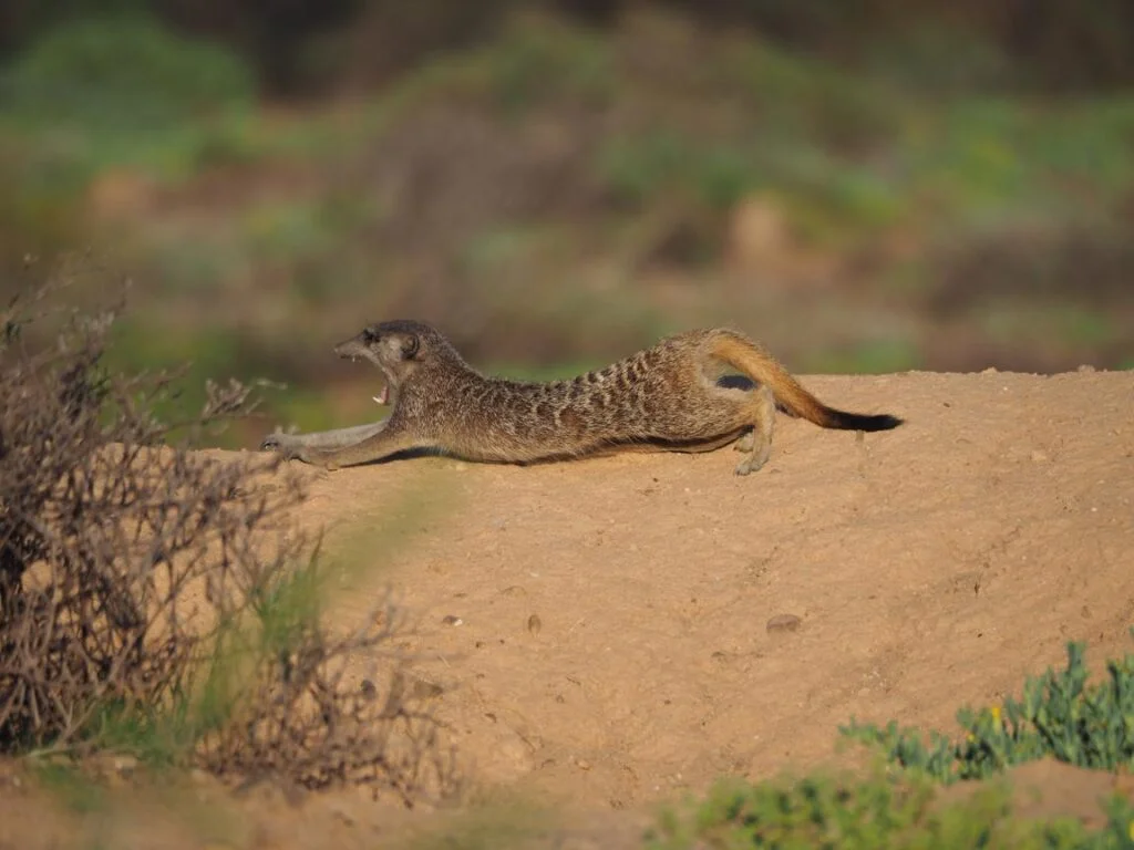 meerkat safari south africa